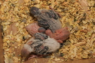 121226 --- Gruppbild av R9, R10, R11 och R12